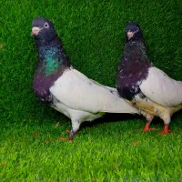 کبوتر کله سیاه