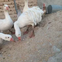 غاز سباستوپل فرانسوی وغاز عروس آلمانی|حیوانات مزرعه|رشت, پل تالشان|دیوار