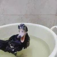 یک عددجوجه اردک مسکویی|حیوانات مزرعه|کرج, کوی امامیه|دیوار