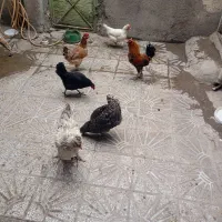 مرغ وخروس 7500