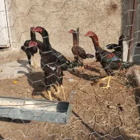 خروس و مرغ لاری|حیوانات مزرعه|خسروشاه, |دیوار