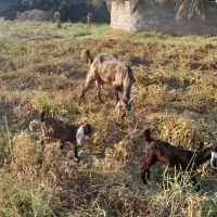 گوسفند فروشی