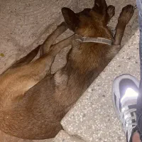 سگ مالینیوز اصل طوله شش ماهه قیمت ۱۲ تومن مفت