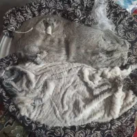 خیگ چهار انگله|ظروف سرو و پذیرایی|دزپارت, |دیوار