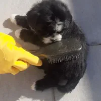 پاپی نژاد شیتزو