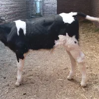 نر گاو و گوساله نر هلشتاین ۱ ماه