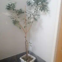 بنجامین  کاج مطبق|گل و گیاه طبیعی|شیراز, شهرک مطهری|دیوار