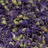 فروش پنیرک کرمان