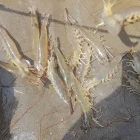 میگو سایز 100-120