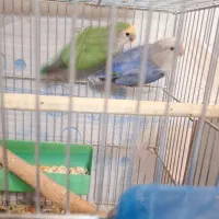 طوطی برزیلی مولد|پرنده|ارومیه, |دیوار