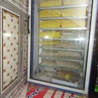 دستگاه جوجه کشی دماوند