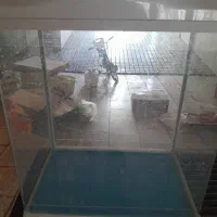 آکواریوم نو نو