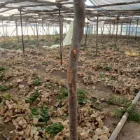 اجاره گلخانه