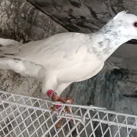 کفتر ،سار سرور کاکلی نر