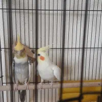 جفت مولد لوتینو و ابلغ|پرنده|شاهینشهر, شهرک گلدیس|دیوار