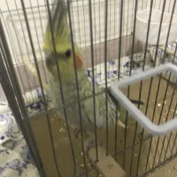 عروس هلندی گل باقالی|پرنده|ملارد, |دیوار