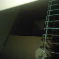 عروس هلندی ماده لوتینو با 6تخم