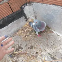 کبوتر مسافتی