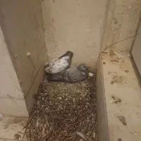 دوتا جوجه. نر و ماده