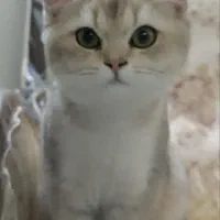 گربه بریتش