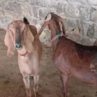 فروش بز جنس اصلی روزگاری