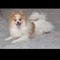 مربی پت