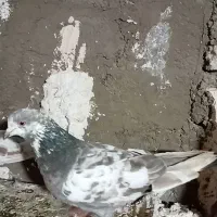 تعداد‌ی‌کفتر|پرنده|ابهر, |دیوار