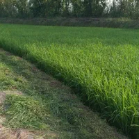 برنج دوباره کشت محلی فریدونکنار