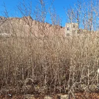 نهال انار گلوباریک  محموداباد