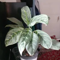 فروش گیاه سالم وزیبا وهیدروپونیک