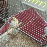 عروس هلندی|پرنده|برخوار, |دیوار