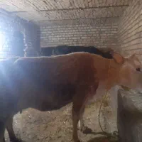 گاو وگوساله بومی مالچه