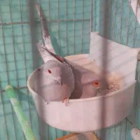 کبوتر خانگی وسهره ماده جوجه قفس|پرنده|فولادشهر, مسکن مهر فولادشهر|دیوار