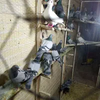 کبوتر جدید رسید همش ب ضمانت پرش