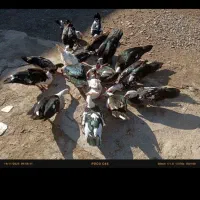 اردک|حیوانات مزرعه|انبارآلوم, |دیوار