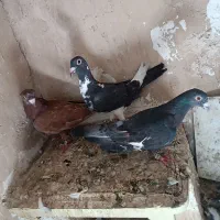 سه عدد کبوتر صید|پرنده|مشهد, مصطفی خمینی|دیوار