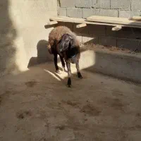 گوسفند نر نژاد افشار|حیوانات مزرعه|هشتگرد, شهرک راه آهن|دیوار