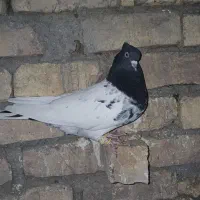 کله سیاه و کله زرد هررو ماده