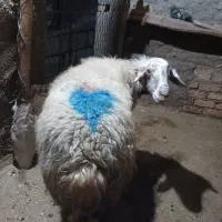 میش چاق