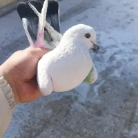 ماده دم سیاه|حیوانات|اندیشه, شهرک مریم|دیوار