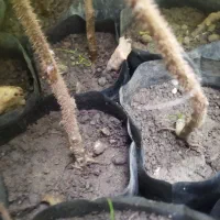 نهال بزر کیوی|گل و گیاه طبیعی|چوبر, |دیوار