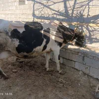 گاو شش ماه ابستن