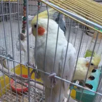 عروس هلندی