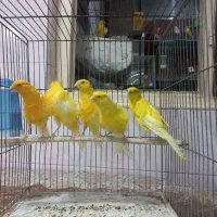 قناری|پرنده|تهران, شهرک طالقانی|دیوار