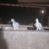 کبوتر نوک گنده پلاس وطوقی