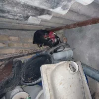 مرغ خروس گلین گردن لخت.