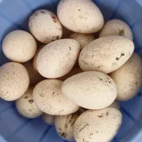 تخم بوقلمون و تخم مرغ محلی نطفه دار