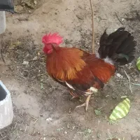 مرغ و خروس محلی اصل