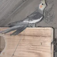 عروس هلندی نر بالغ واماده به جفت گیری