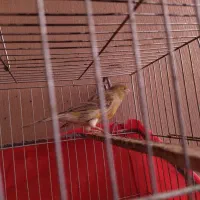 قناری ماده آماده اماده|پرنده|کرمان, |دیوار